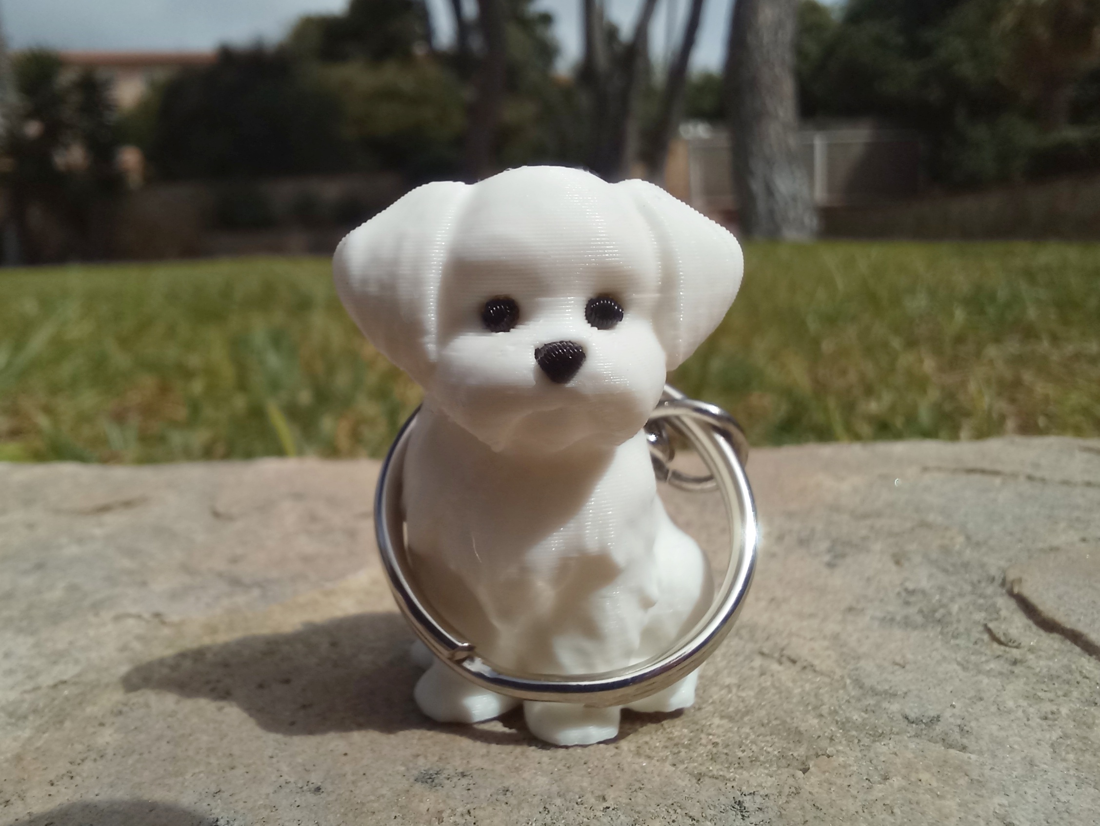 Perrito maltés - Imagen 4
