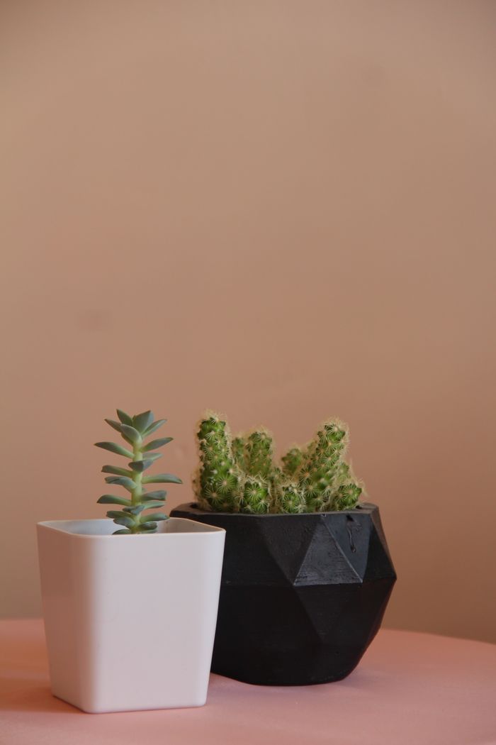 Close-up of succulent and cactus in geometric and white pots against a brown background.
